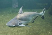 PANGASIUS VELO 